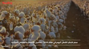 سعر قنطار القطن اليوم في مصر 2025.. تفاصيل الأسعار والعوامل المؤثرة